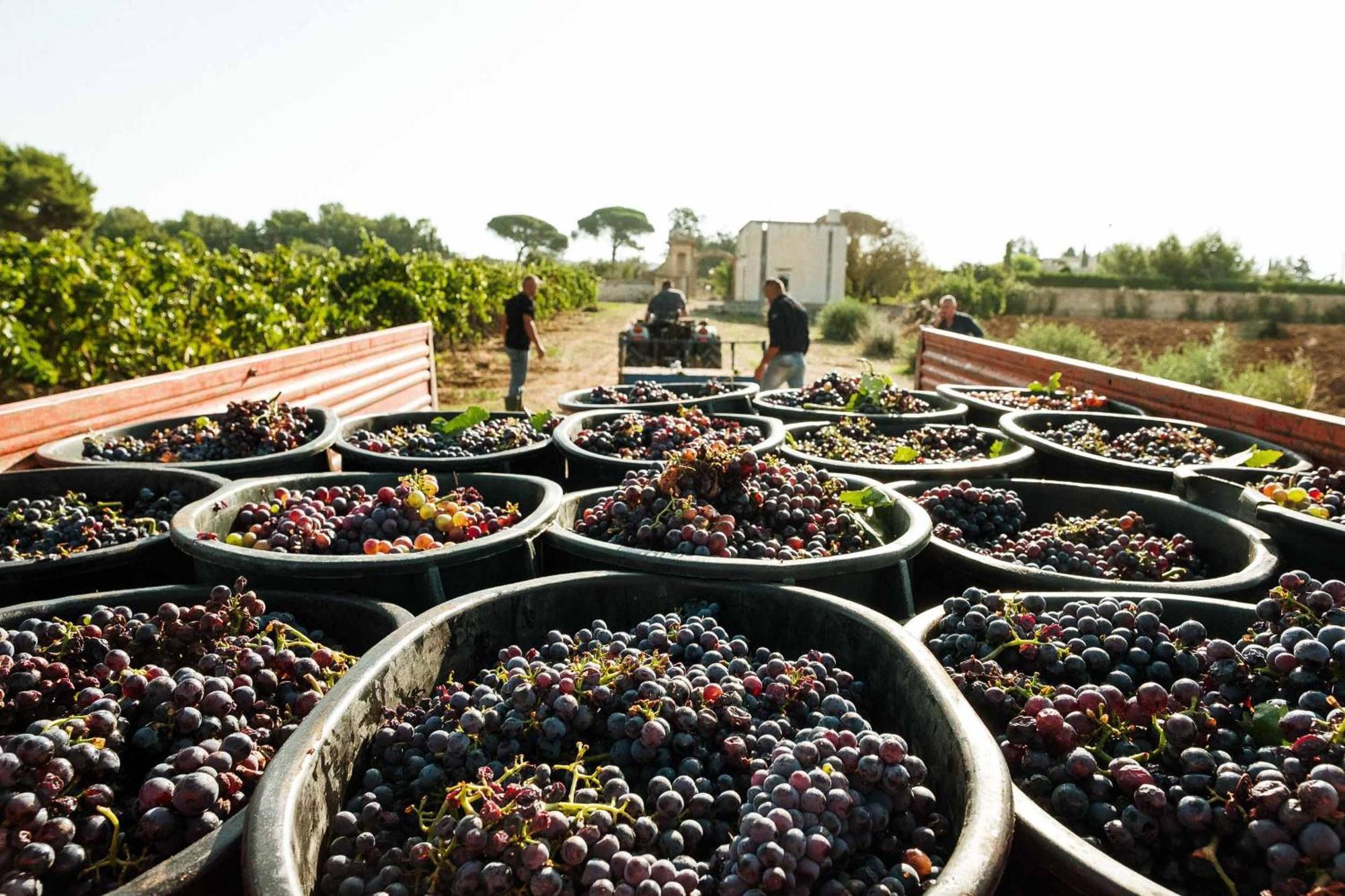 Tenuta Doxi Галлиполи Экстерьер фото